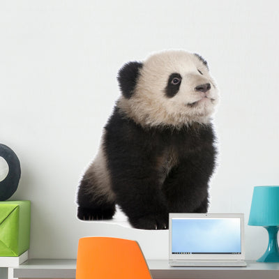 Baby Giant Panda Wall Decal shown on a wall