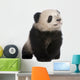 Giant Panda 6 Months Wall Decal