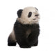 Giant Panda 6 Months Wall Decal
