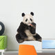 Giant Panda (18 months) - Ailuropoda melanoleuca Wall Decal