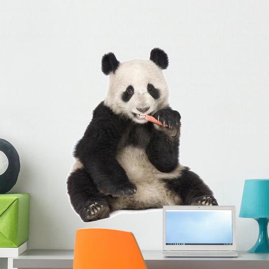 Giant Panda (18 months) - Ailuropoda melanoleuca Wall Decal