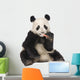 Giant Panda (18 months) - Ailuropoda melanoleuca Wall Decal