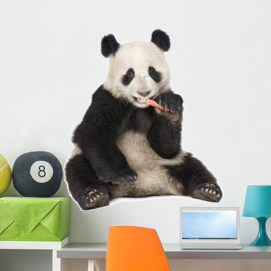 Giant Panda (18 months) - Ailuropoda melanoleuca Wall Decal