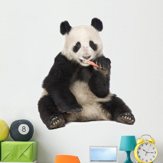 Giant Panda (18 months) - Ailuropoda melanoleuca Wall Decal