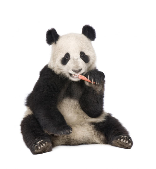 Giant Panda (18 months) - Ailuropoda melanoleuca Wall Decal