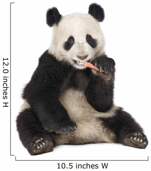 Giant Panda (18 months) - Ailuropoda melanoleuca Wall Decal