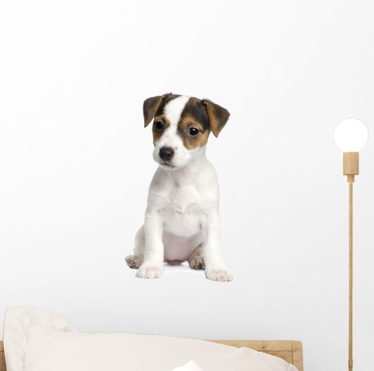 Puppy Jack Russell 8 Weeks Wall Decal