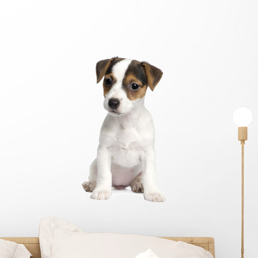 Puppy Jack Russell 8 Weeks Wall Decal