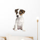 Puppy Jack Russell 8 Weeks Wall Decal