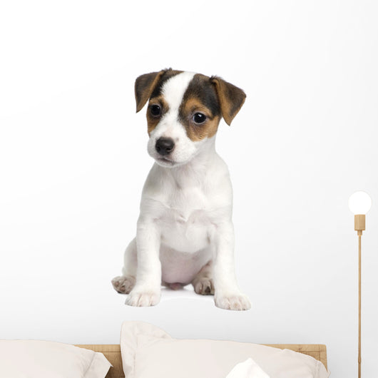 Puppy Jack Russell 8 Weeks Wall Decal