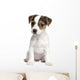 Puppy Jack Russell 8 Weeks Wall Decal