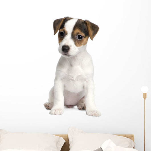 Puppy Jack Russell 8 Weeks Wall Decal