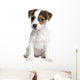 Puppy Jack Russell 8 Weeks Wall Decal