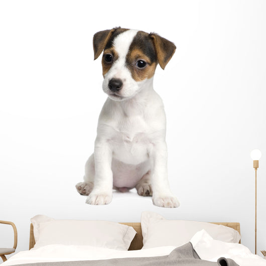 Puppy Jack Russell 8 Weeks Wall Decal