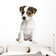 Puppy Jack Russell 8 Weeks Wall Decal