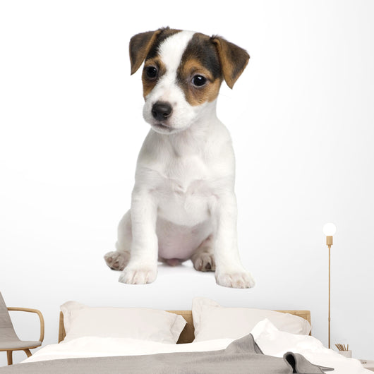 Puppy Jack Russell 8 Weeks Wall Decal
