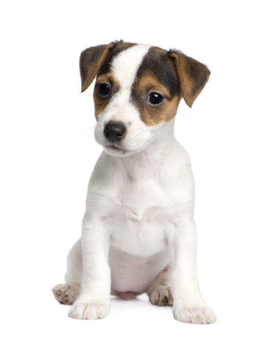 Puppy Jack Russell 8 Weeks Wall Decal