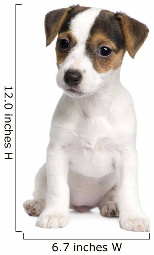 Puppy Jack Russell 8 Weeks Wall Decal