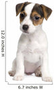 Puppy Jack Russell 8 Weeks Wall Decal