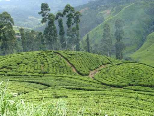 Tea Plantation Wall Decal