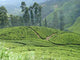 Tea Plantation Wall Decal