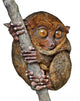 Tarsier Isolated Wall Decal