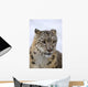 Snow leopard Wall Mural