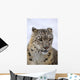 Snow leopard Wall Mural