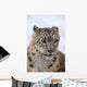 Snow leopard Wall Mural