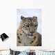 Snow leopard Wall Mural
