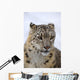 Snow leopard Wall Mural