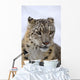 Snow leopard Wall Mural