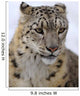 Snow leopard Wall Mural