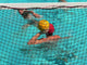 Water Polo Series Wall Mural