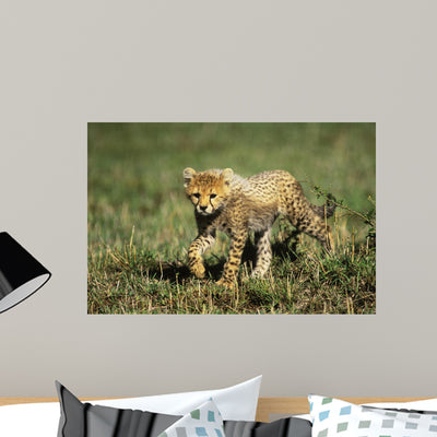 Cheetah Cub Wall Decal Design 1 shown on a wall