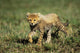 Cheetah Cub Wall Decal Design 1