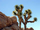Joshua Trees Rocks Wall Decal