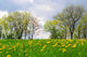 Landscape Meadow Spring Flowers Wall Decal