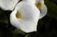 Cala Lilly Dewdrops Wall Mural