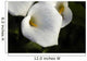 Cala Lilly Dewdrops Wall Mural