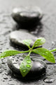 Leaves with water drops on spa stones Wall Mural
