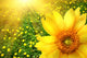 Big yellow sunflower Wall Mural