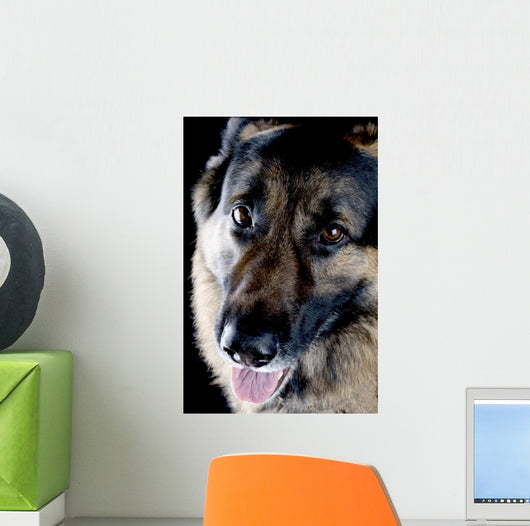Dog Black Closeup Wall Mural