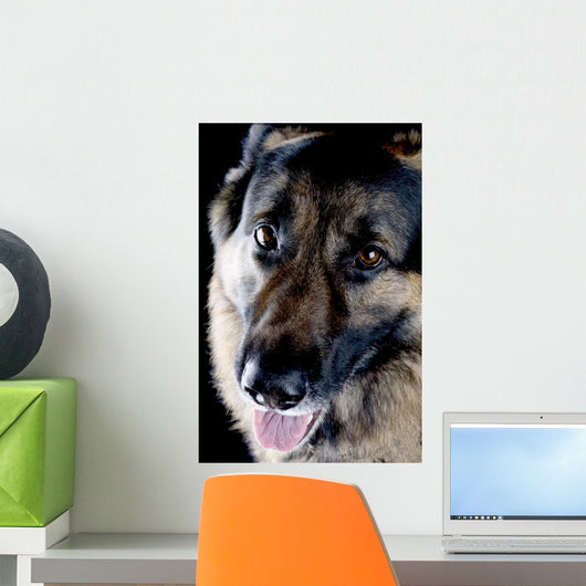 Dog Black Closeup Wall Mural
