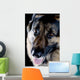 Dog Black Closeup Wall Mural