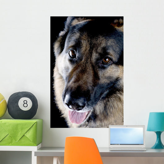Dog Black Closeup Wall Mural