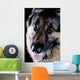 Dog Black Closeup Wall Mural