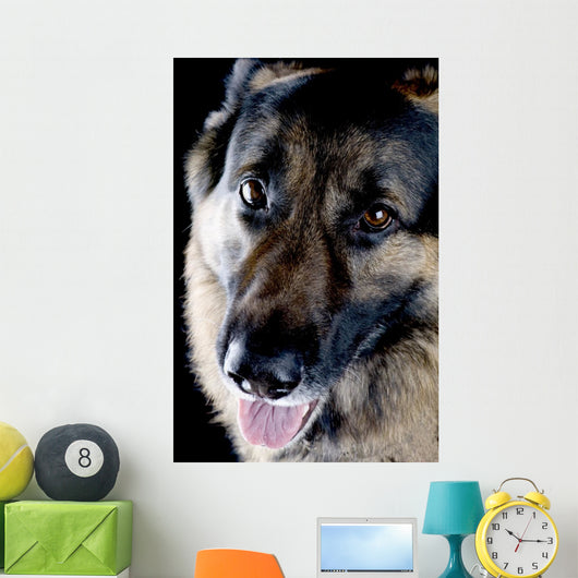 Dog Black Closeup Wall Mural