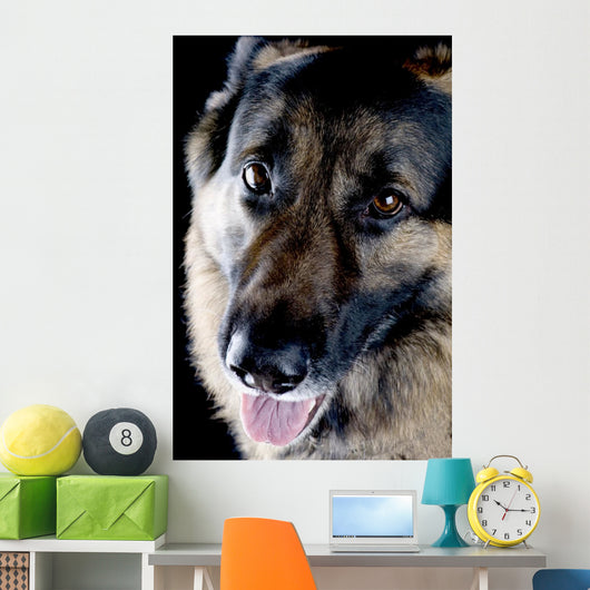 Dog Black Closeup Wall Mural