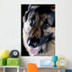 Dog Black Closeup Wall Mural